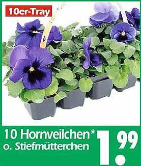 10 Hornveilchen* o. Stiefmütterchen im 10er-Tray