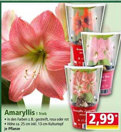 Amaryllis 1 Trieb