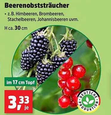 Beerenobststräucher - Himbeeren, Brombeeren, Stachelbeeren, Johannisbeeren uvm.