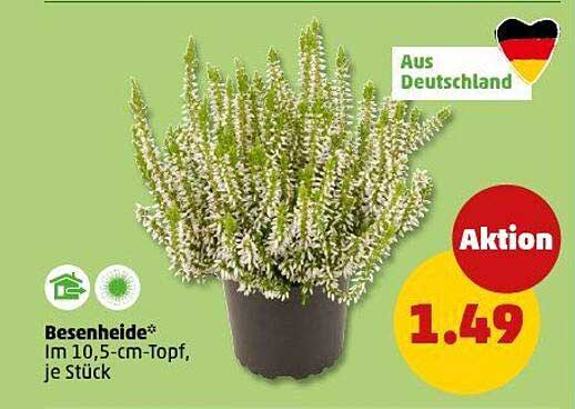 Besenheide im 10,5-cm-Topf, je Stück