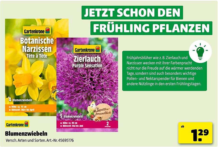 Blumen-Zwiebeln von Gartenkrone - Botanishe Narzissen & Zierlauch Purple Sensation