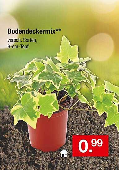 Bodendeckermix - verschiedene Sorten im 9-cm-Topf