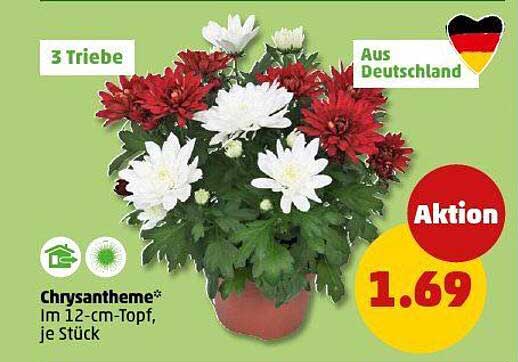 Chrysantheme im 12-cm-Topf, je Stück