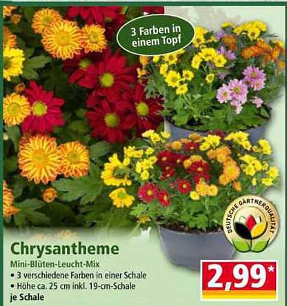 Chrysantheme Mini-Blüten-Leucht-Mix
