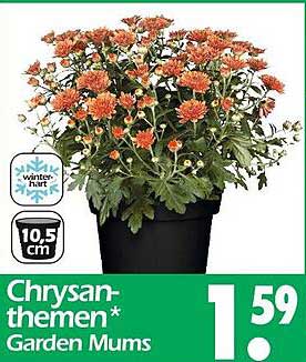 Chrysanthemen Garden Mums