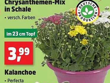 Chrysanthemen-Mix in Schale