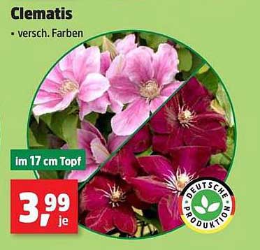 Clematis - verschiedene Farben im 17 cm Topf