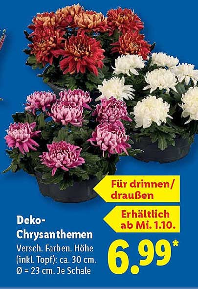 Deko-Chrysanthemen - Verschiedene Farben, Höhe (inkl. Topf): ca. 30 cm.