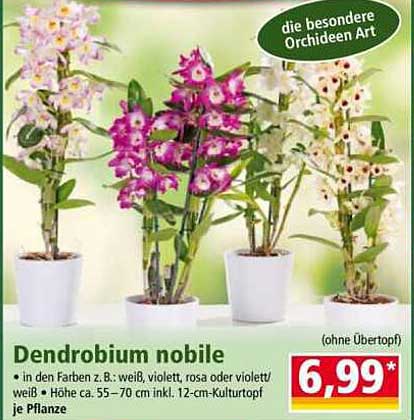 Dendrobium nobile - die besondere Orchideen-Art
