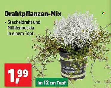 Drahtpflanzen-Mix: Stacheldraht und Mühlenbeckia in einem Topf