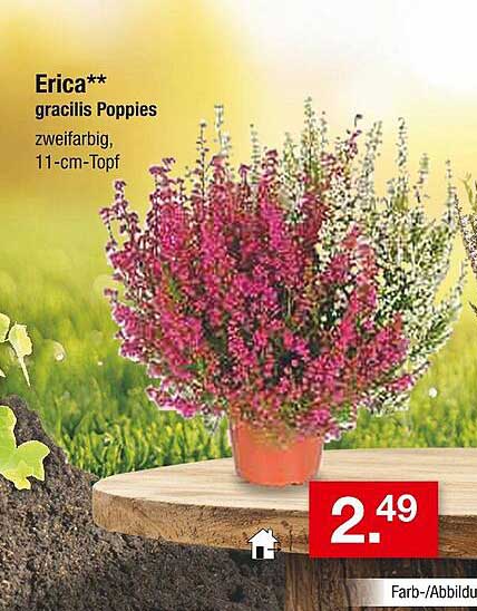 Erica** gracilis Poppies - zweifarbig im 11-cm-Topf