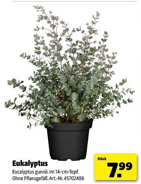 Eukalyptus - Eucalyptus gunnii im 14-cm-Topf