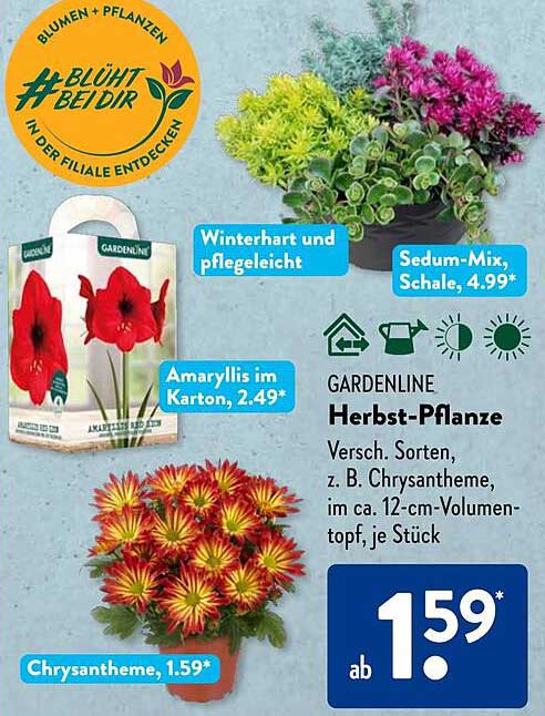 Gardenline Herbst-Pflanze - Chrysantheme, je Stück ab 1,59 €