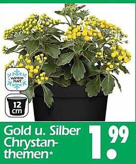 Gold- und Silber-Chrystanthemen