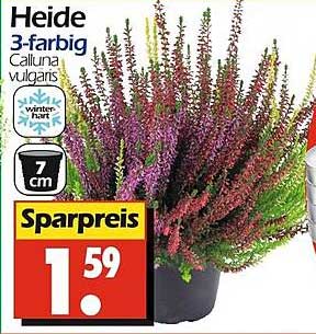 Heide 3-farbig Calluna vulgaris
