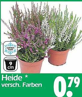 Heide * verschiede Farben
