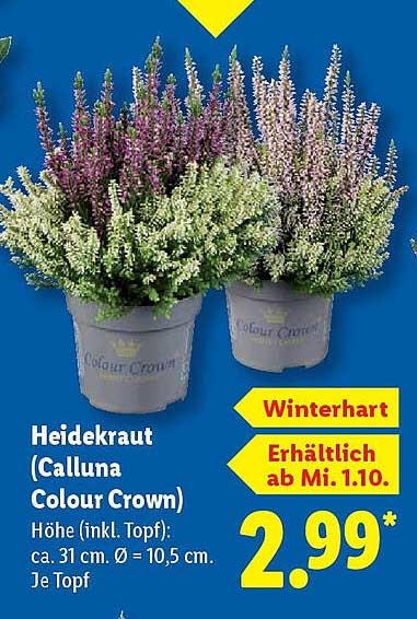 Heidekraut (Calluna Colour Crown)