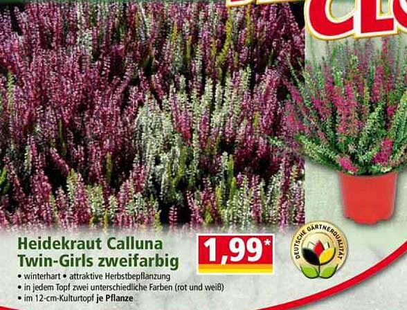 Heidekraut Calluna Twin-Girls zweifarbig