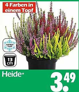 Heidepflanze in 4 Farben – Winterhart und Pflegeleicht