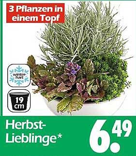 Herbst-Lieblinge – 3 Pflanzen in einem Topf