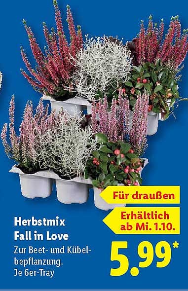 Herbstmix Fall in Love – Für Beet- und Kübelbepflanzung