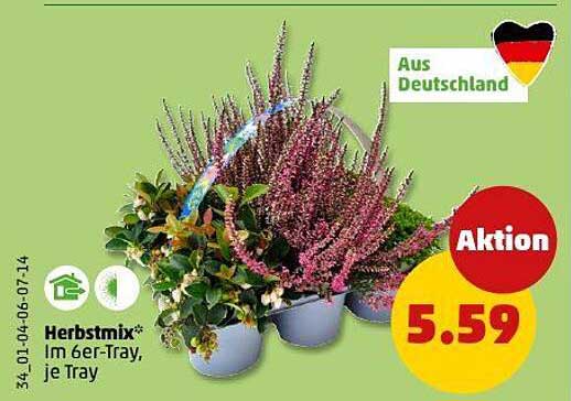 Herbstmix* im 6er-Tray, je Tray
