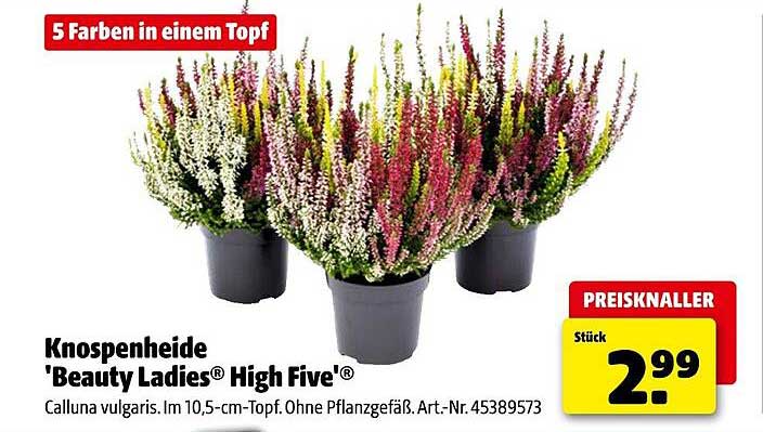 Knospenheide 'Beauty Ladies® High Five®'