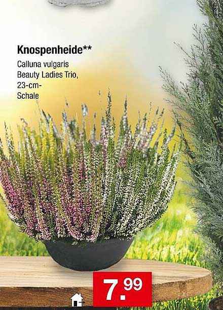 Knospenheide Calluna vulgaris Beauty Ladies Trio, 23-cm-Schale