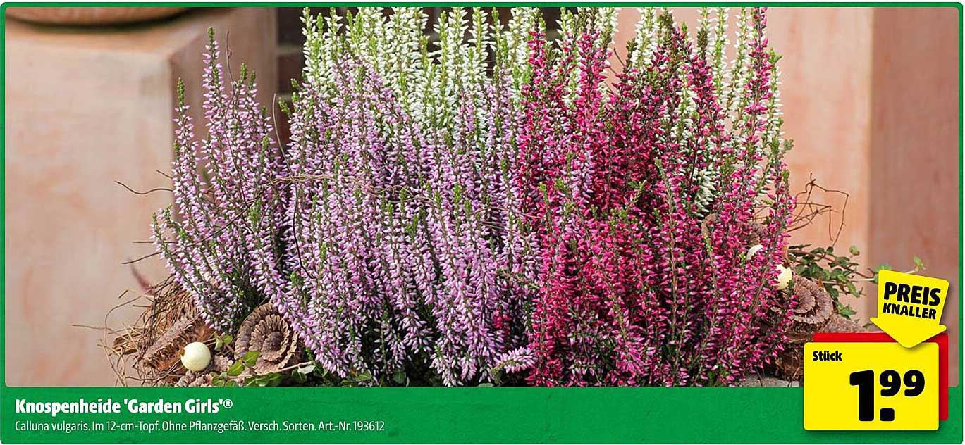 Knospenheide 'Garden Girls®'