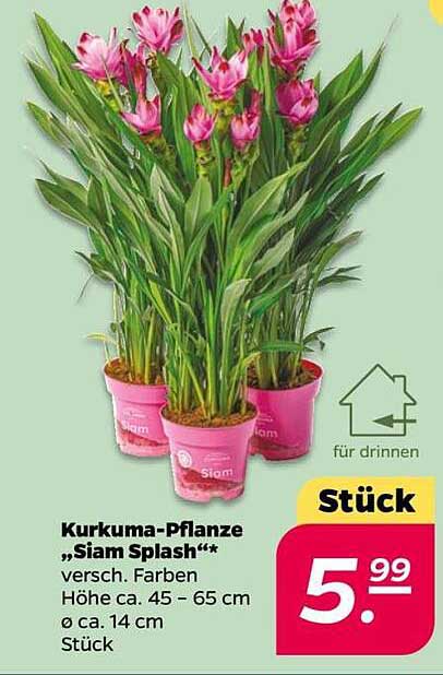 Kurkuma-Pflanze „Siam Splash“ – Stück für nur 5,99 €