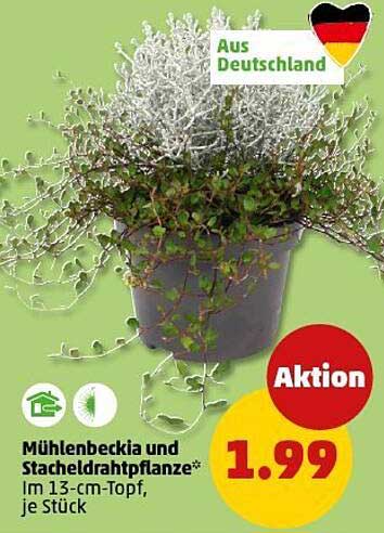 Mühlenbeckia und Stacheldrahtpflanze im 13-cm-Topf