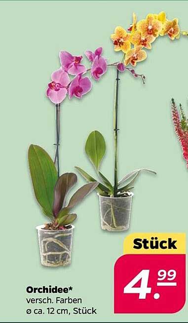 Orchidee* - verschiedene Farben, ø ca. 12 cm, Stück
