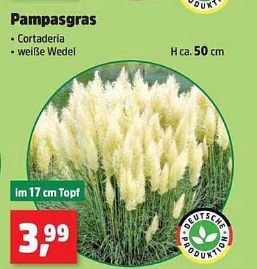 Pampasgras - Cortaderia, weiße Wedel