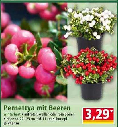 Pernettya mit Beeren – winterharte Schönheit für deinen Garten