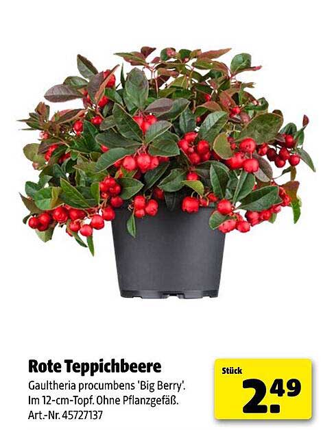 Rote Teppichbeere - Gaultheria procumbens 'Big Berry'