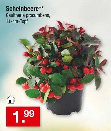 Scheinbeere – Gaultheria procumbens, 11-cm-Topf