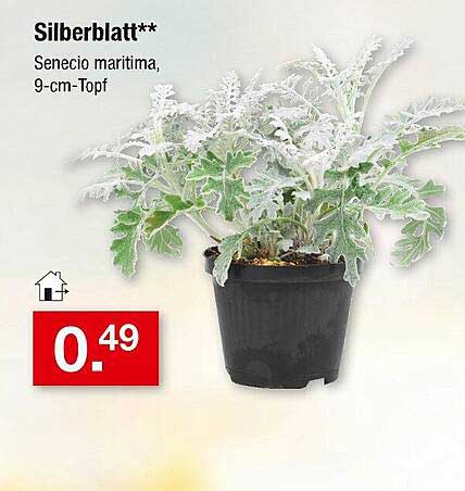 Silberblatt ** Senecio maritima, 9-cm-Topf