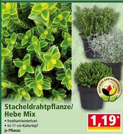 Stacheldrahtpflanze/Hebe Mix je Pflanze