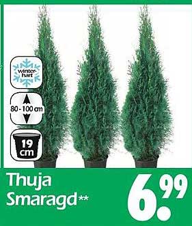 Thuja Smaragd Set von 3 Stück - Ideal für jeden Garten