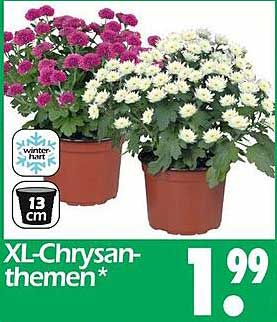 XL-Chrysanthemen