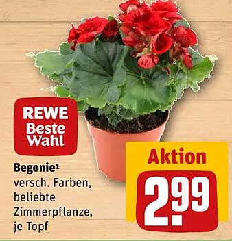 Begonie – verschiedene Farben, beliebte Zimmerpflanze, je Topf