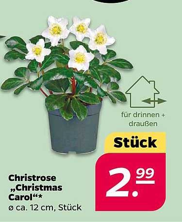 Christrose „Christmas Carol“* Ø ca. 12 cm, Stück