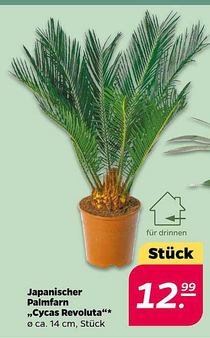 Japanischer Palmfarn „Cycas Revoluta“ - Ø ca. 14 cm, Stück
