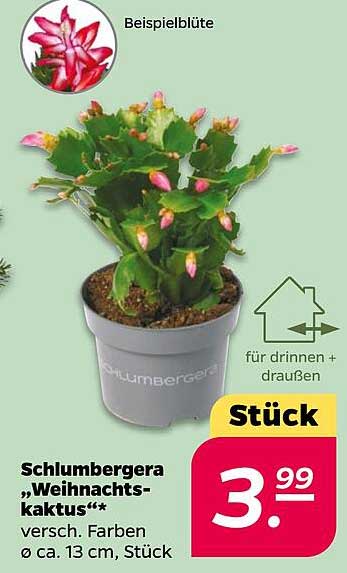 Schlumbergera „Weihnachtskaktus“ – versch. Farben, Stück