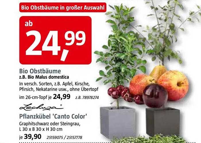 Bio Obstbäume - z.B. Bio Malus domestica in großer Auswahl