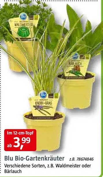 Blu Bio-Gartenkräuter im 12-cm-Topf, verschiedene Sorten, z.B. Waldmeister oder Bärlauch