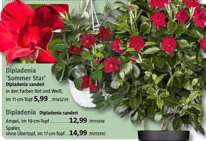 Dipladenia 'Summer Star' - Diplandenia sanderi in den Farben Rot und Weiß