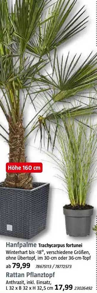 Hanfpalme Trachycarpus fortunei - Winterhart bis -18°