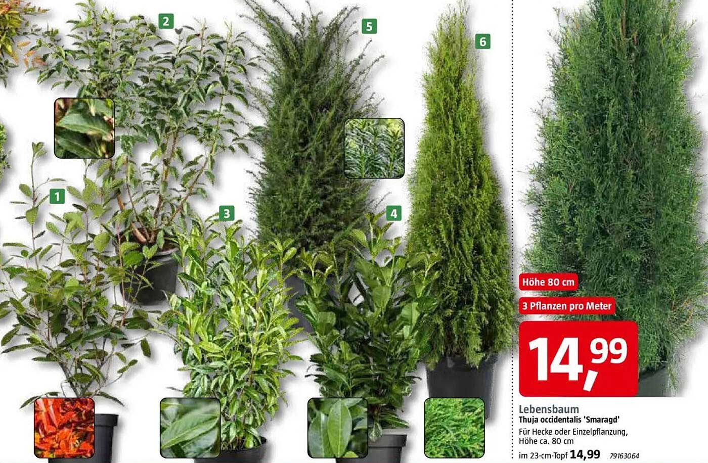Lebensbaum Thuja occidentalis 'Smaragd' - Höhe 80 cm