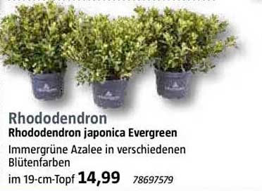 Rhododendron - Rhododendron japonica Evergreen